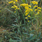 Solidago nemoralis --Gray Goldenrod--