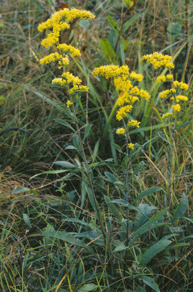 Solidago nemoralis --Gray Goldenrod--