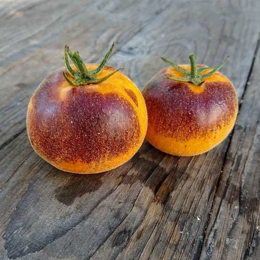 TOMATO 'Woolly Kate Yellow'