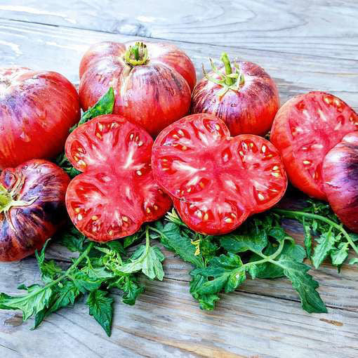 TOMATO 'Lovely Lush'