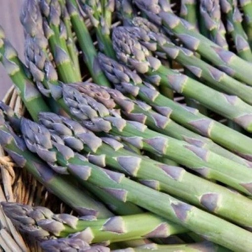 ASPARAGUS 'Millennium' --Asparagus officinalis--