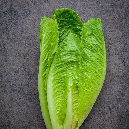 LETTUCE 'Dark Green Cos'