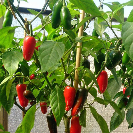 PEPPER 'Jalapeño TAM'