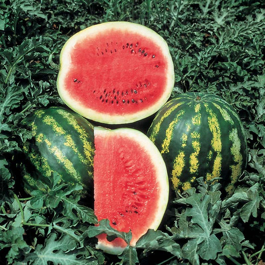 MELON 'Crimson Sweet Watermelon'