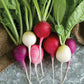 RADISHES 'Easter Egg II'