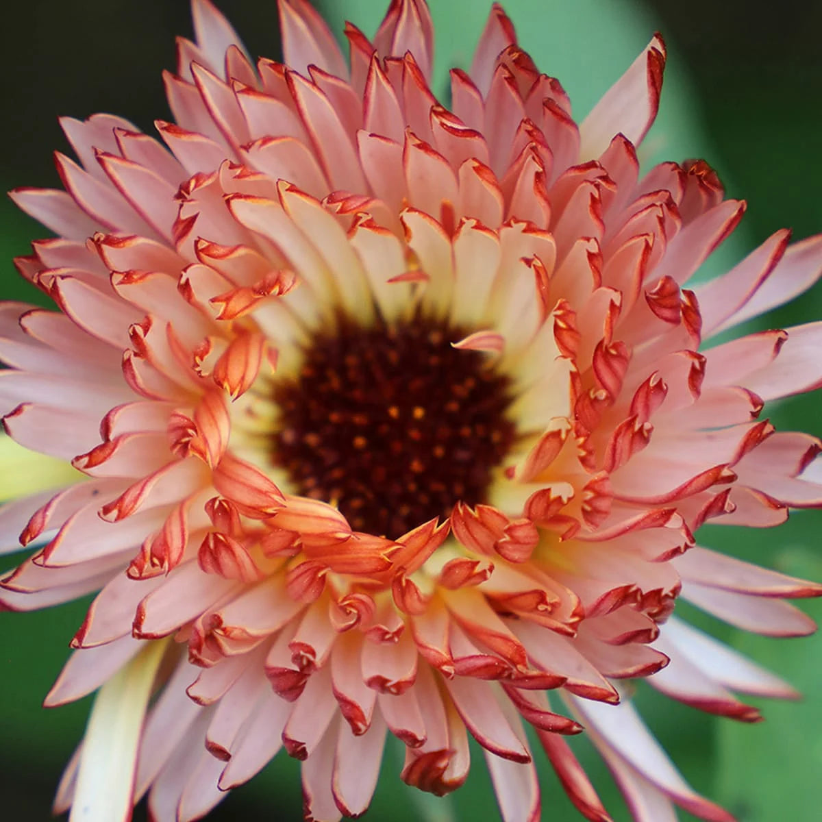 CALENDULA 'Touch of Red Buff' --Calendula officinalis--