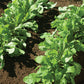 ARUGULA 'Astro' --Eruca vesicaria--