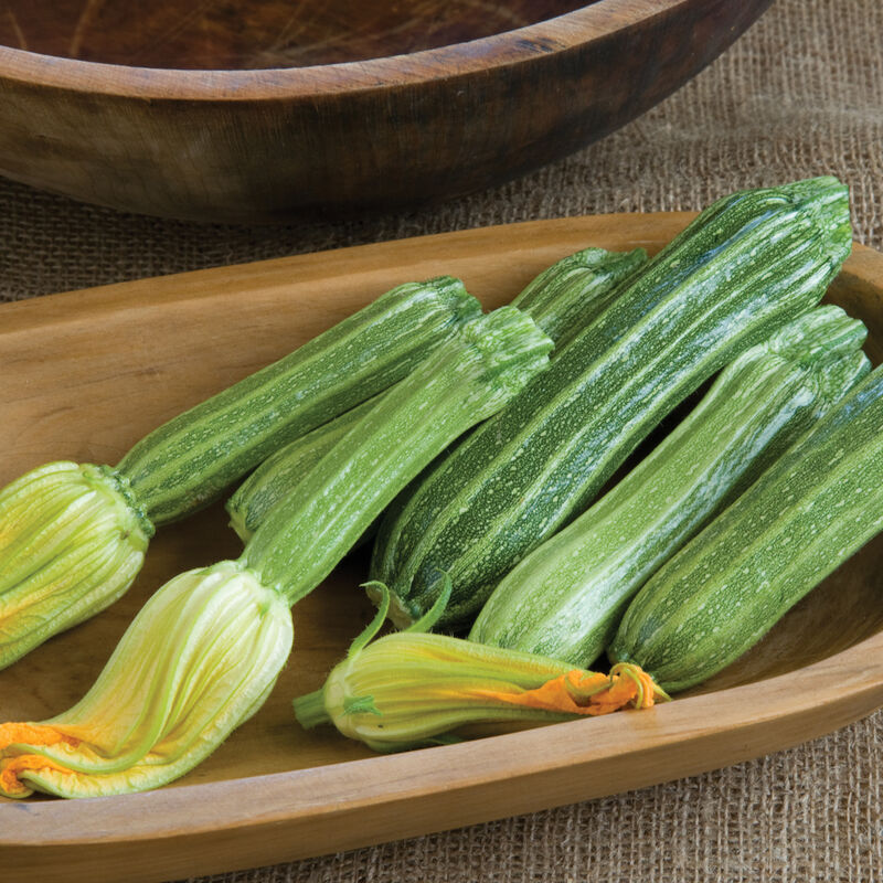 SQUASH 'Costata Romanesco'