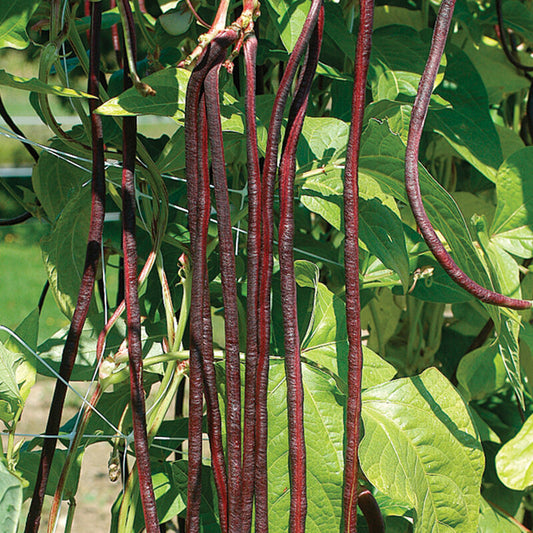 BEAN 'Chinese Red Noodle' --Vigna unguiculata--