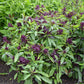 BASIL 'Siam Queen' --Ocimum basilicum--