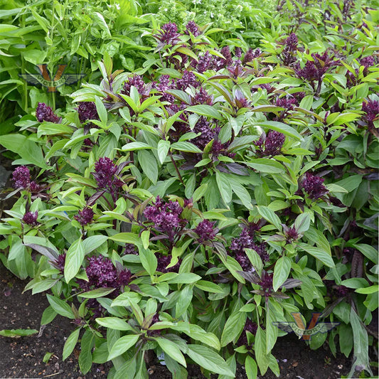 BASIL 'Siam Queen' --Ocimum basilicum--
