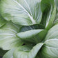 ASIAN GREENS 'Shanghai Green Bok Choy'