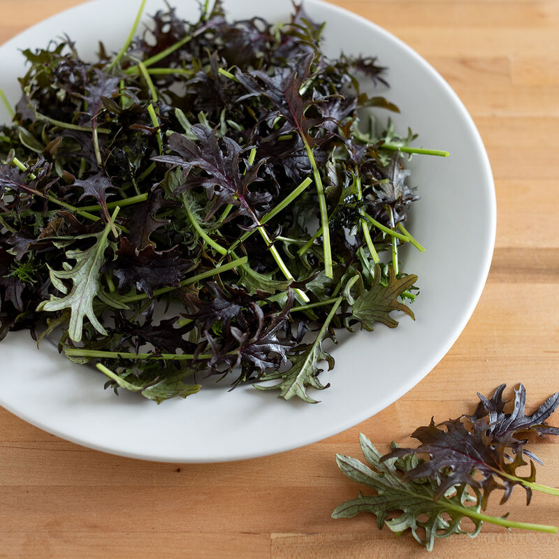KALE 'KX-1'