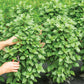 BASIL 'EverLeaf Thai Towers' --Ocimum basilicum--