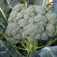 BROCCOLI 'Waltham 29'