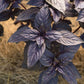 BASIL 'Prospera Red' --Ocimum basilicum--