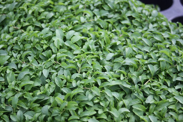 PENNYROYAL --Mentha pulegium--