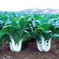ASIAN GREENS 'Joi Choi'