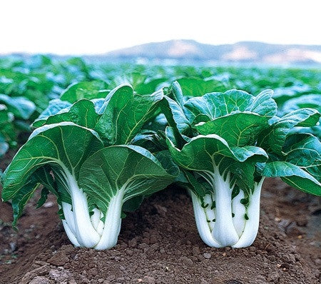 ASIAN GREENS 'Joi Choi'