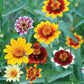 ZINNIA 'Persian Carpets'