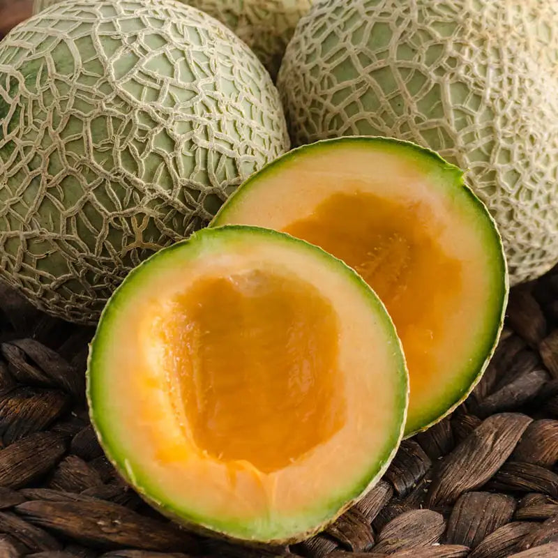 MELON 'Sugar Cube'