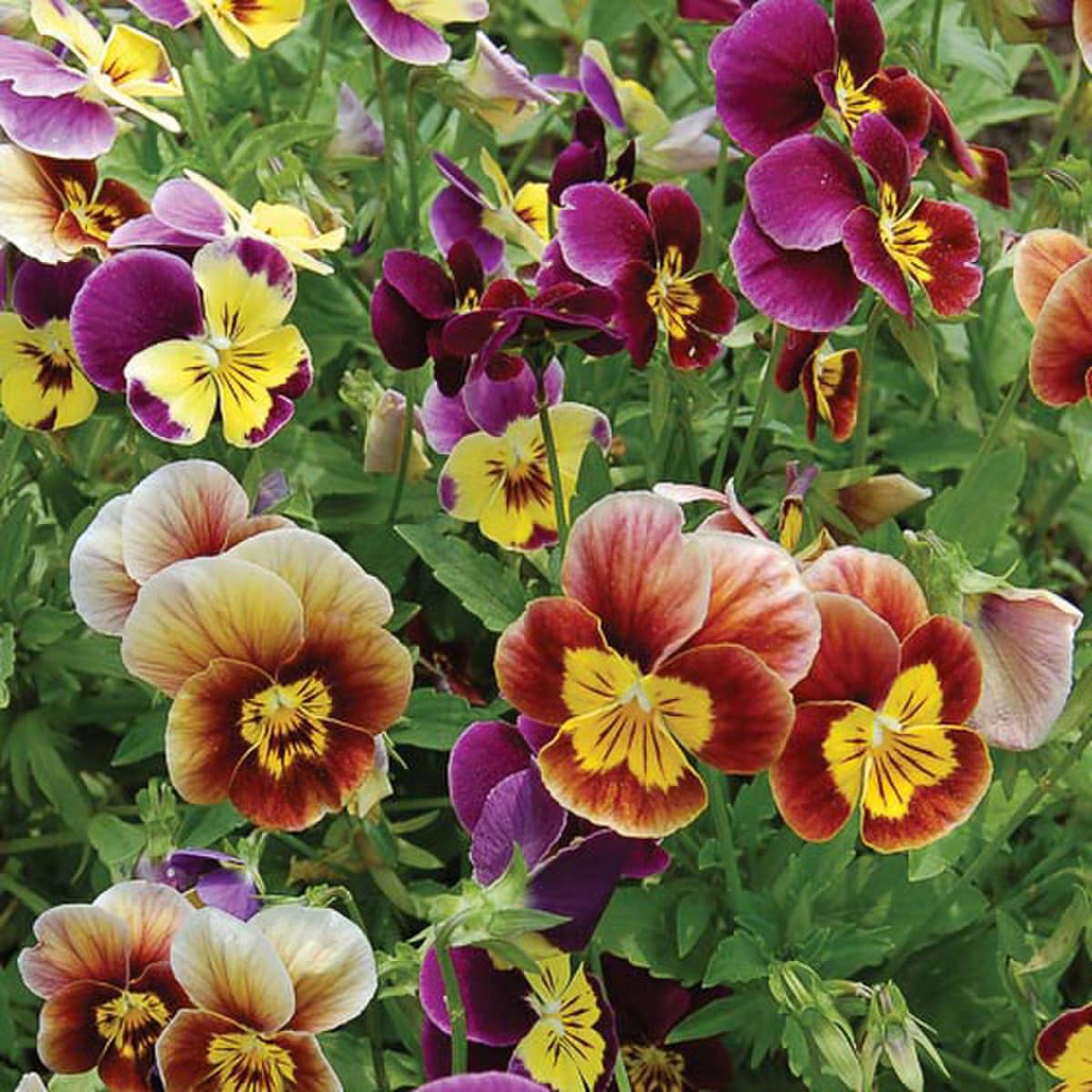 PANSY 'Historic Mix' --Viola tricolor--