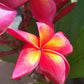 Plumeria 'Red'