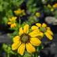 Berlandiera texana --Texas Greeneyes--