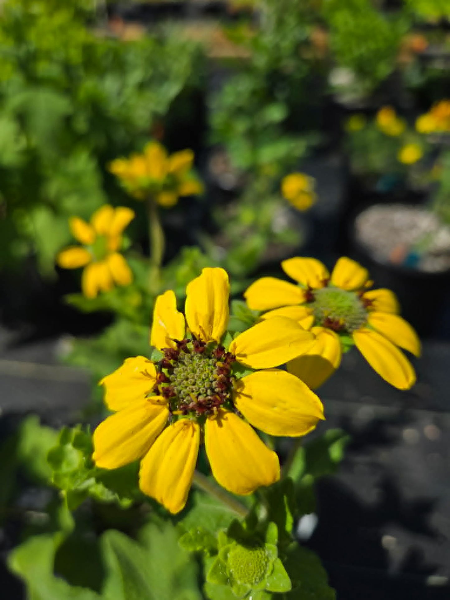 Berlandiera texana --Texas Greeneyes--