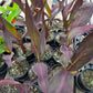 Canna x generalis 'Intrigue'