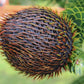 MONKEY PUZZLE TREE --Araucaria araucana--