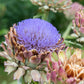 ARTICHOKE 'Tavor'