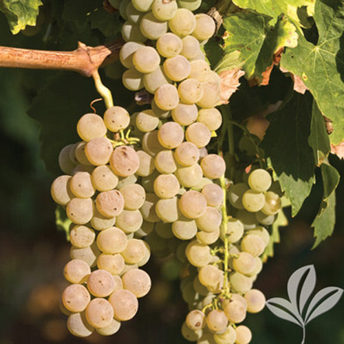 GRAPEVINE 'Blanc du Bois' --Vitis vinifera--