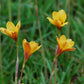 Habranthus tubispathus --Rio Grande Copper Rain Lily--