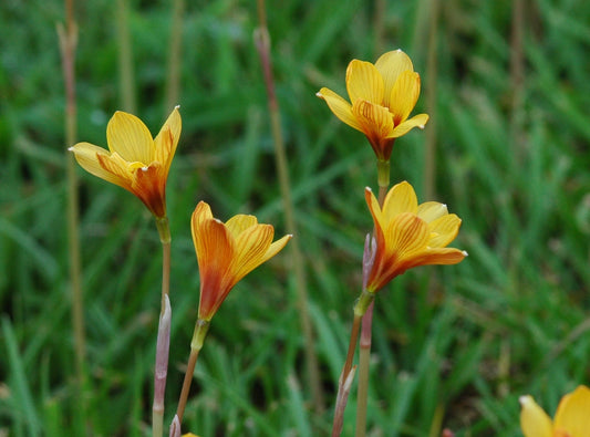 Habranthus tubispathus --Rio Grande Copper Rain Lily--