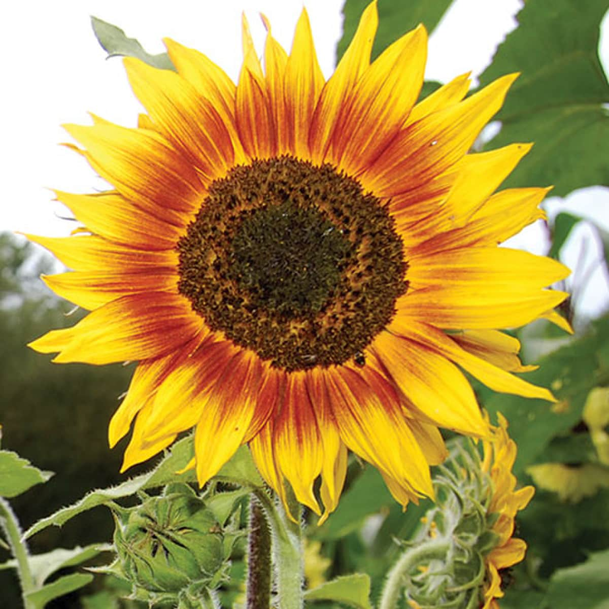 SUNFLOWER 'Ring of Fire'