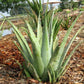 ALOE VERA 'Large-Leaf' --Aloe barbadensis--