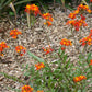 Epidendrum radicans --Fire-star Orchid--