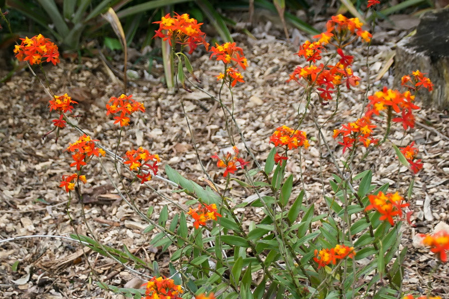 Epidendrum radicans --Fire-star Orchid--