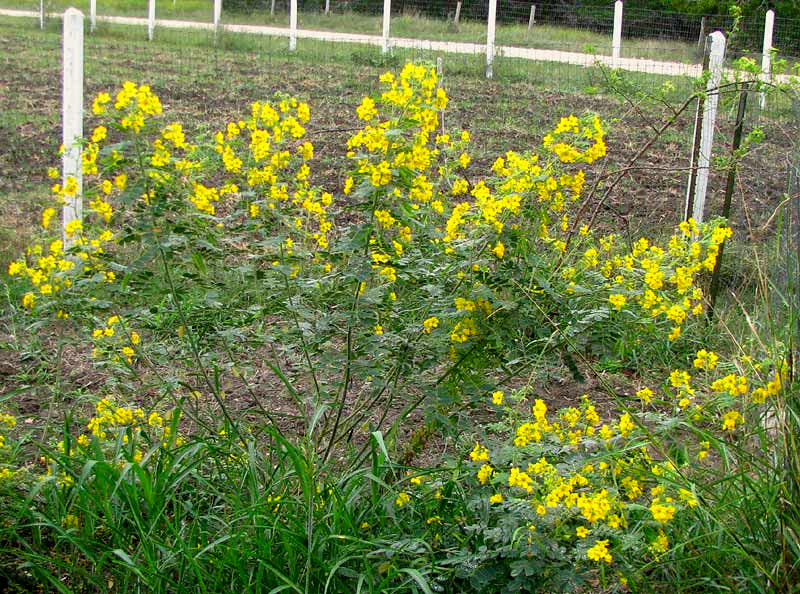 Senna lindheimeriana --Velvet-Leaf Senna--