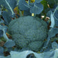 BROCCOLI 'Imperial'