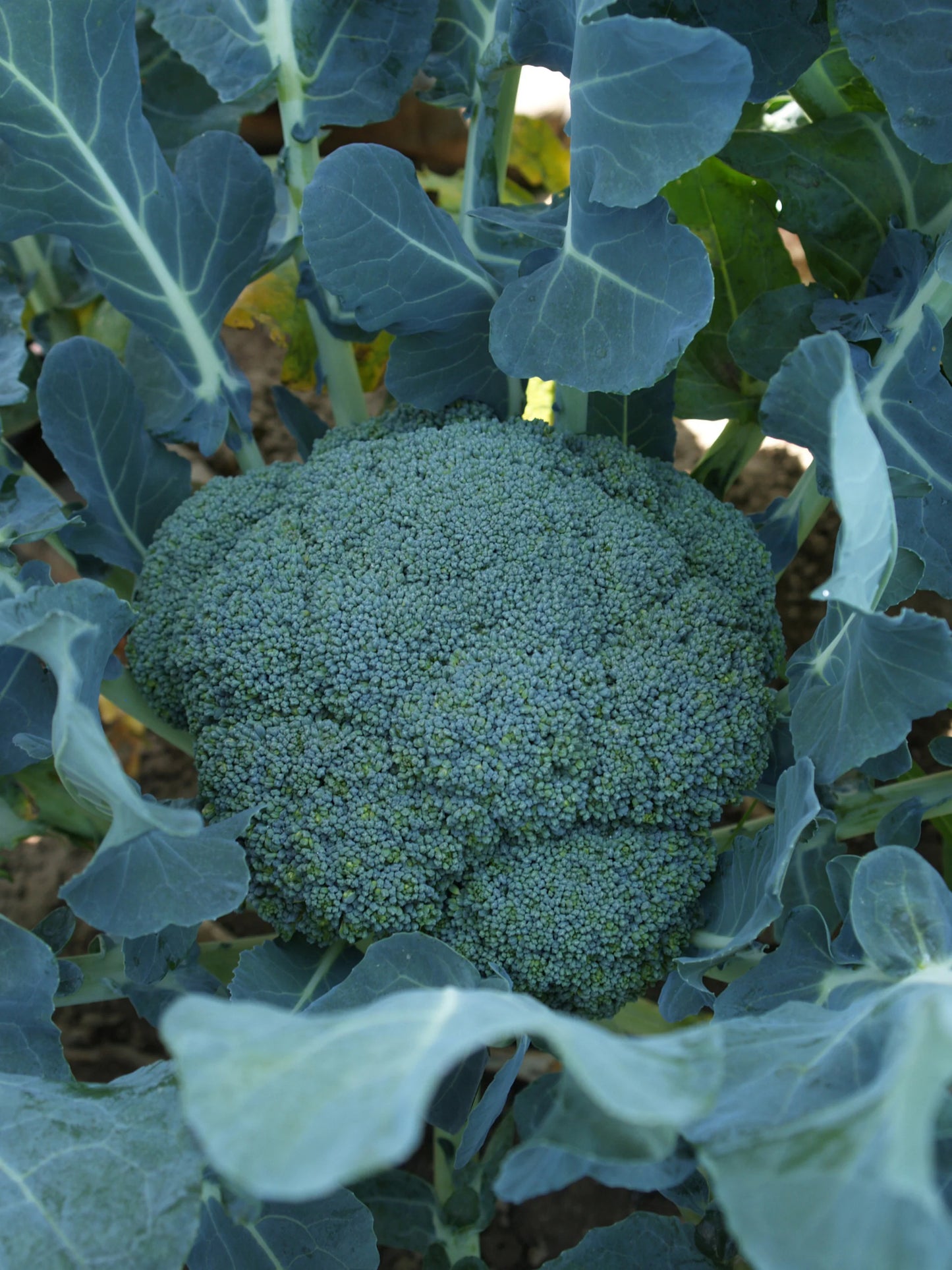 BROCCOLI 'Imperial'