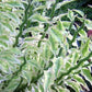 Euphorbia tithymaloides 'Variegata' --Variegated Devil's Backbone--