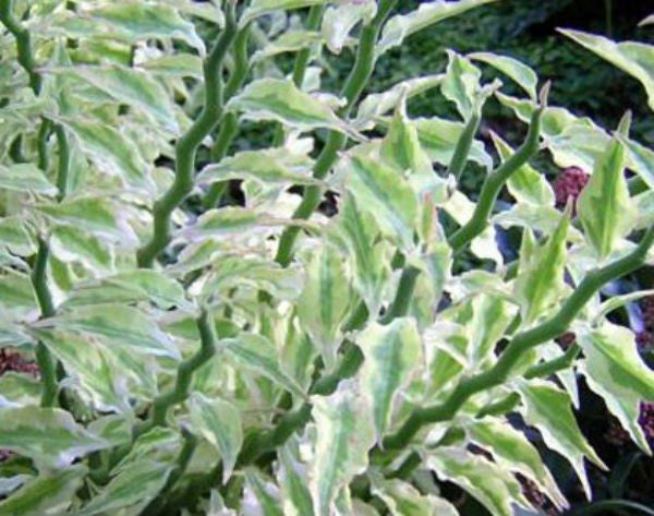 Euphorbia tithymaloides 'Variegata' --Variegated Devil's Backbone--