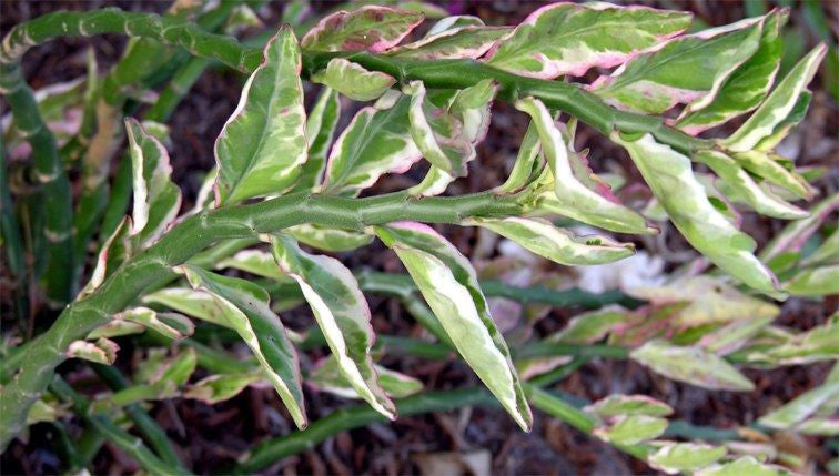 Euphorbia tithymaloides 'Variegata' --Variegated Devil's Backbone--