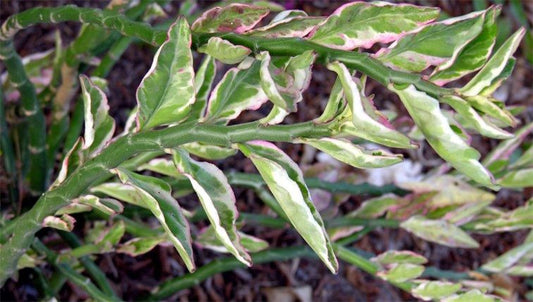 Euphorbia tithymaloides 'Variegata' --Variegated Devil's Backbone--