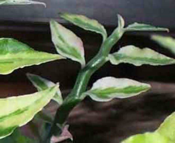 Euphorbia tithymaloides 'Variegata' --Variegated Devil's Backbone--