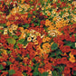 NASTURTIUM 'Tip Top' --Tropaeolum majus--