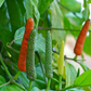 INDIAN LONG PEPPER --Piper longum--