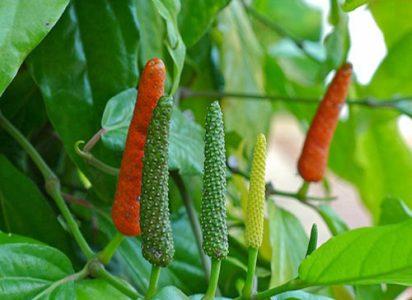 INDIAN LONG PEPPER --Piper longum--